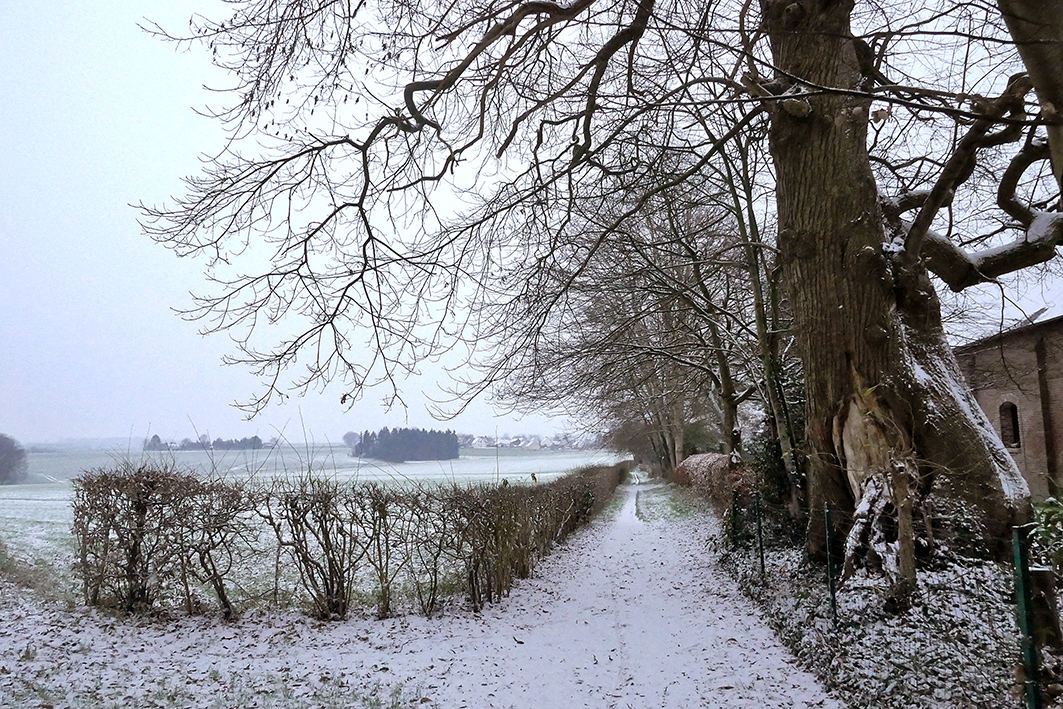 Neige commune