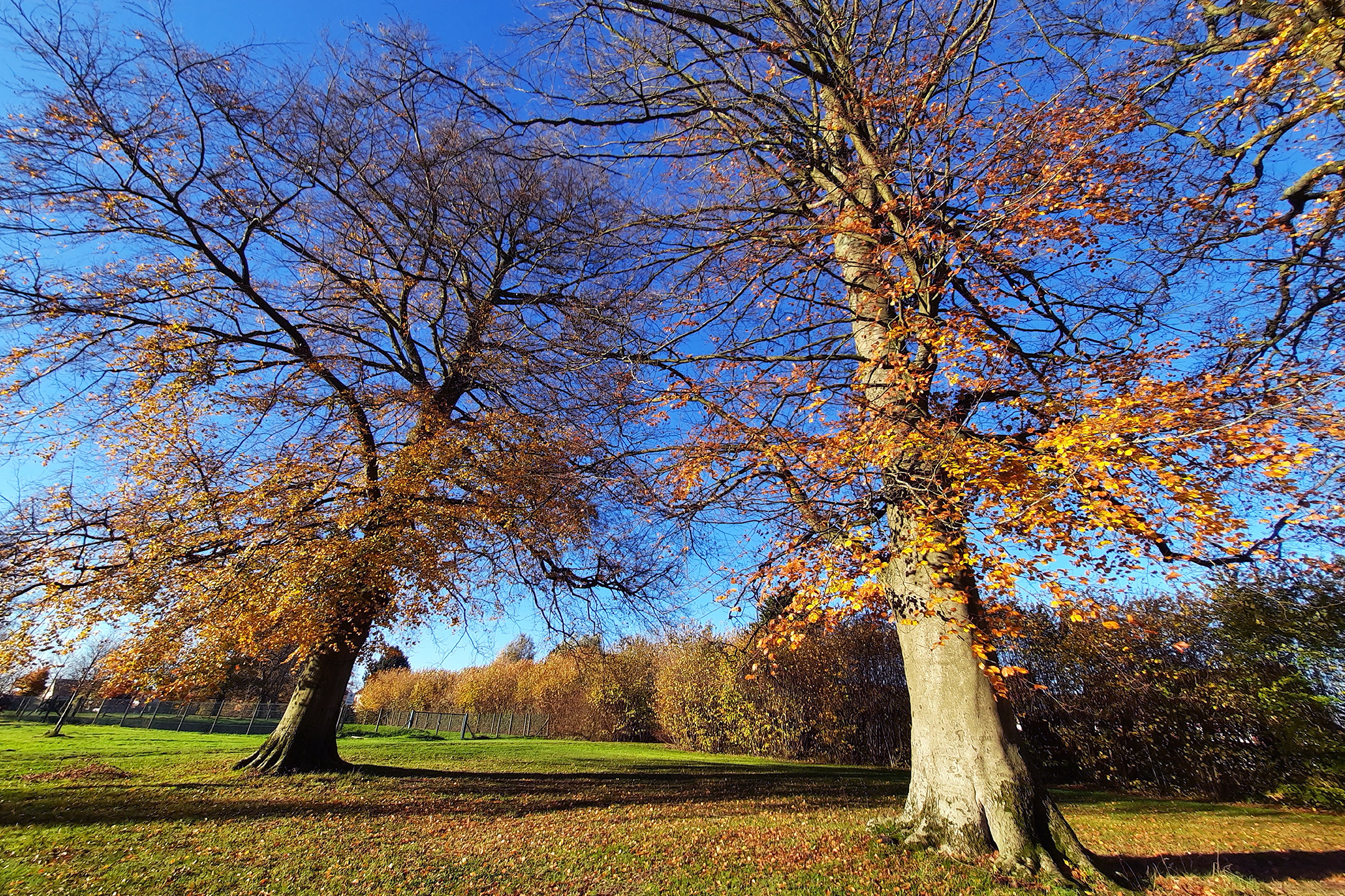 Parc Hêtraie