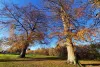Parc Hêtraie
